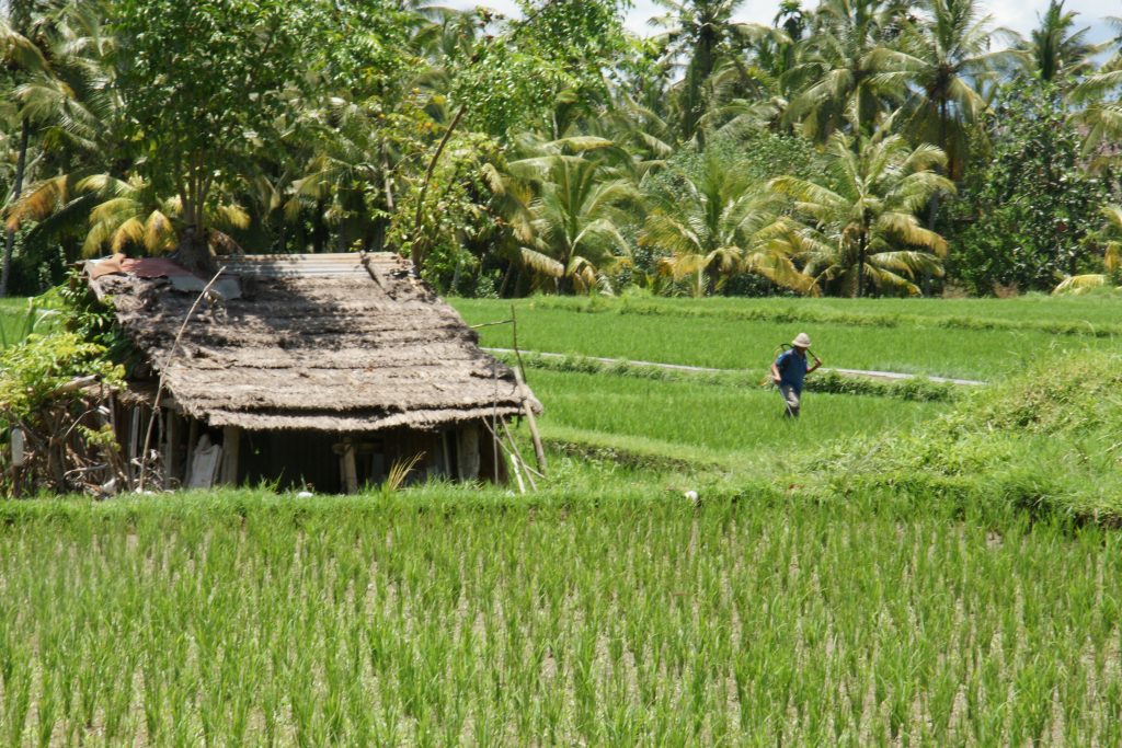Le risaie di Ubud, Bali