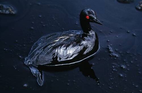 Steve McCurry, Bird dying in an oil spill off the coast of Saudi Arabia - 1991